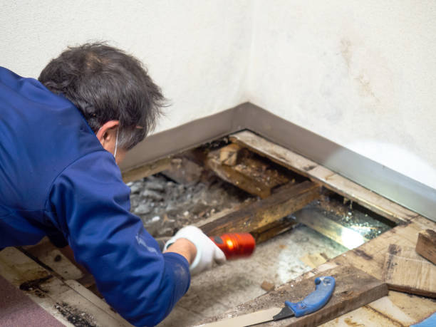 Best Black Mold Remediation in Clarksville, VA