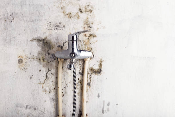 Best Kitchen Mold Remediation in Clarksville, VA