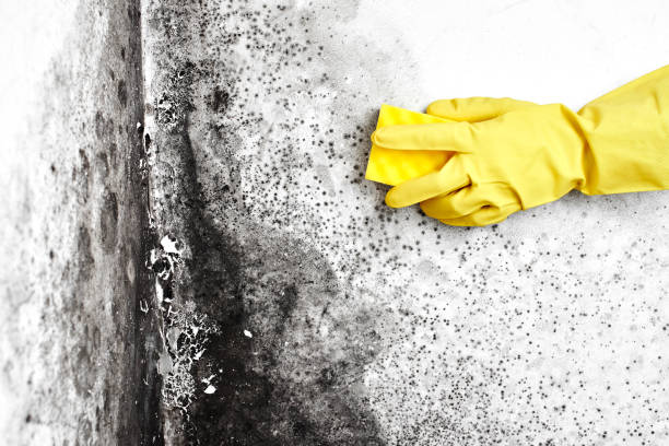 Best Mold Remediation for Specific Building Types in Clarksville, VA