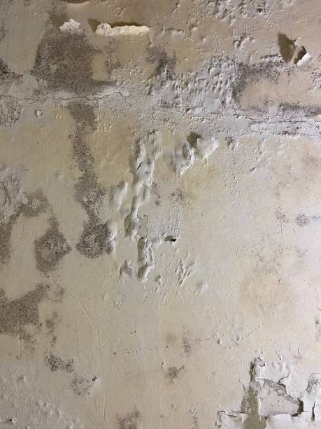 Best Industrial Mold Remediation in Clarksville, VA