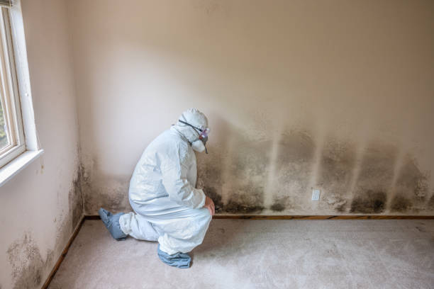 Best Health and Safety Mold Remediation in Clarksville, VA