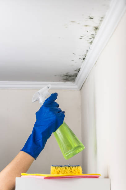 Best Post-Flood Mold Remediation in Clarksville, VA